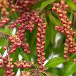 Valley Valentine Pieris -The Tree Center Store Valley Valentine Pieris 5G 03 copy jpg webp e1695155459250 600x600 1