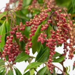 Valley Valentine Pieris -The Tree Center Store Valley Valentine Pieris 5G 05 copy jpg webp e1695155418354 600x600 1
