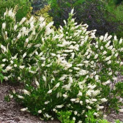 Vanilla Treat™ Butterfly Bush -The Tree Center Store Vanilla Treat Butterfly Bush 1 copy jpg