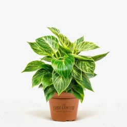 Variegated Philodendron Birkin -The Tree Center Store Variegated Philodendron Birkin 1G 01 jpg 600x600 1