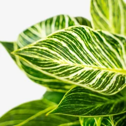 Variegated Philodendron Birkin -The Tree Center Store Variegated Philodendron Birkin 1G 02 copy 600x600 1