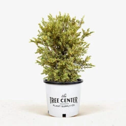 Variegated Boxwood -The Tree Center Store Variegated Boxwood 5G 01 1 600x600 1