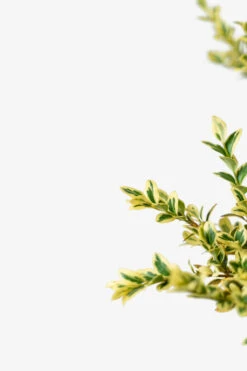 Variegated Boxwood -The Tree Center Store Variegated Boxwood 5G 04 600x900 1