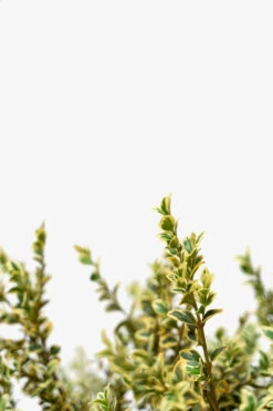Variegated Boxwood