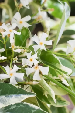 Variegated Southern Jasmine