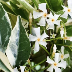Variegated Southern Jasmine -The Tree Center Store Variegated Confederate Jasmine 2 copy 600x600 1