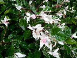 Variegated Southern Jasmine -The Tree Center Store Variegated Confederate Jasmine 4 600x450 1