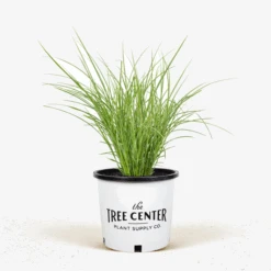 Variegated Japanese Silver Grass -The Tree Center Store Variegated Japanese Silver Grass 3G 01 600x600 1