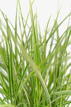 Variegated Japanese Silver Grass -The Tree Center Store Variegated Japanese Silver Grass 3G 03 copy 600x900 1
