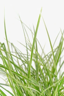 Variegated Japanese Silver Grass -The Tree Center Store Variegated Japanese Silver Grass 3G 04 copy 600x900 1