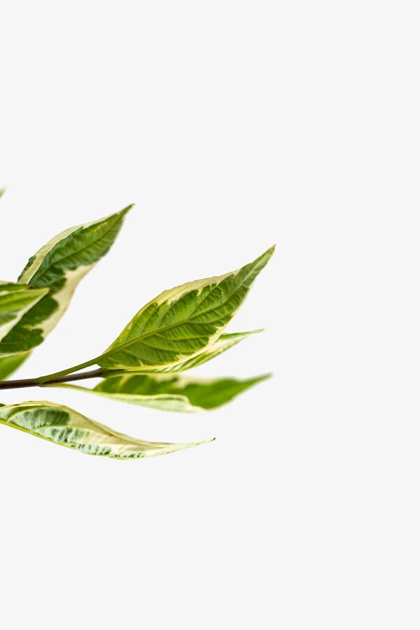 Variegated Red Twig Dogwood 1 Variegated Red Twig Dogwood