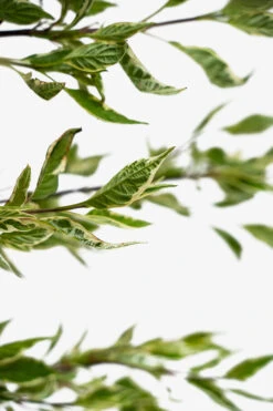 Variegated Red Twig Dogwood 9 Variegated Red Twig Dogwood -The Tree Center Store Variegated Red Twig Dogwood 3G 04 copy 600x900 1