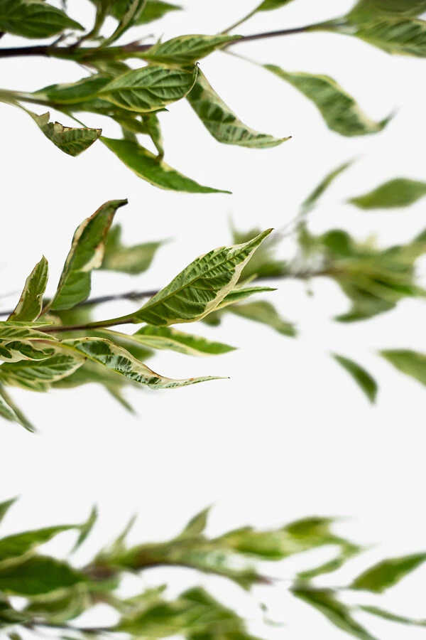 Variegated Red Twig Dogwood 5 Variegated Red Twig Dogwood - Image 5