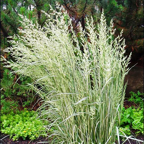 Variegated Reed Grass 4 Variegated Reed Grass - Image 4