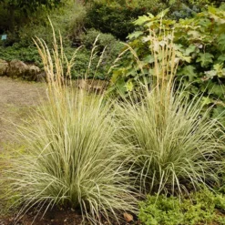 Variegated Reed Grass 6 Variegated Reed Grass -The Tree Center Store Variegated Reed Grass 3 copy jpg