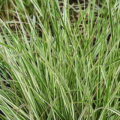 Variegated Reed Grass 1 Variegated Reed Grass