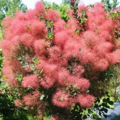 The Velvet Fog® Smoke Tree -The Tree Center Store Velvet Fog 2 copy jpg