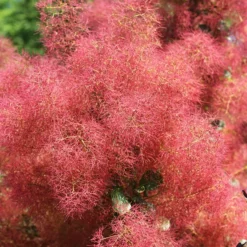 The Velvet Fog® Smoke Tree -The Tree Center Store Velvet Fog 3 copy jpg