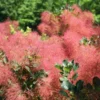 The Velvet Fog® Smoke Tree