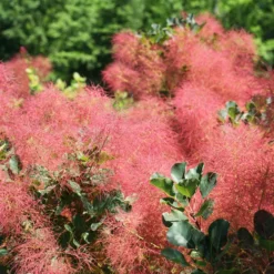 The Velvet Fog® Smoke Tree