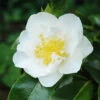 Victory White Camellia