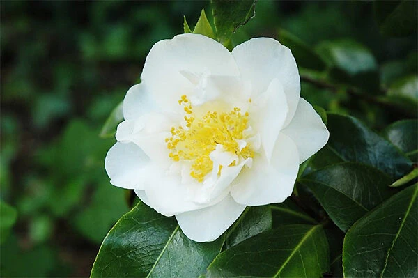 Victory White Camellia 1 Victory White Camellia