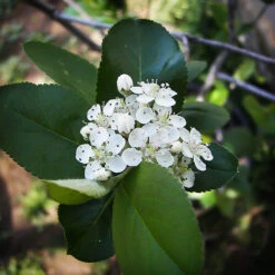 Viking Chokeberry -The Tree Center Store Viking Chokeberry 3 copy 600x600 1