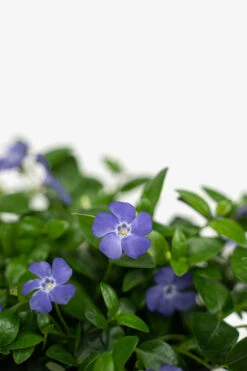 Vinca Minor Bowles Periwinkle 8 Vinca Minor Bowles Periwinkle -The Tree Center Store Vinca Minor Bowles Periwinkle 1G 02 copy 1 600x900 1