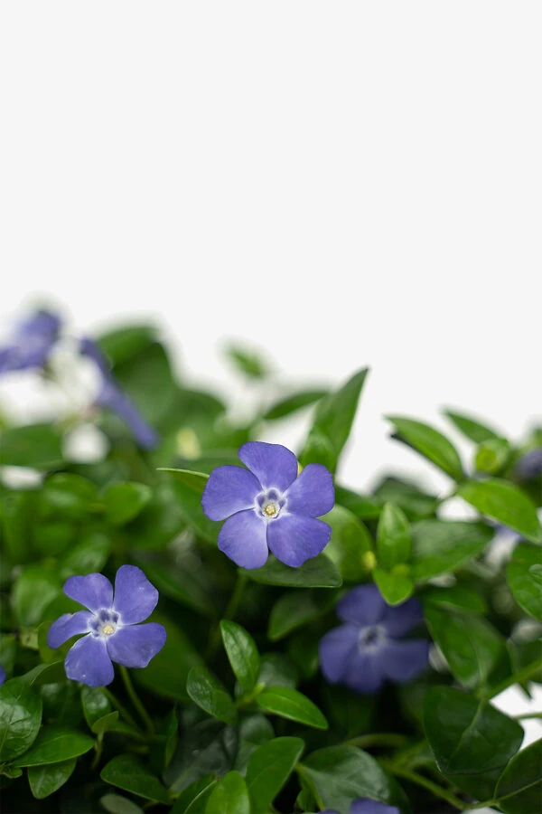 Vinca Minor Bowles Periwinkle 4 Vinca Minor Bowles Periwinkle - Image 4