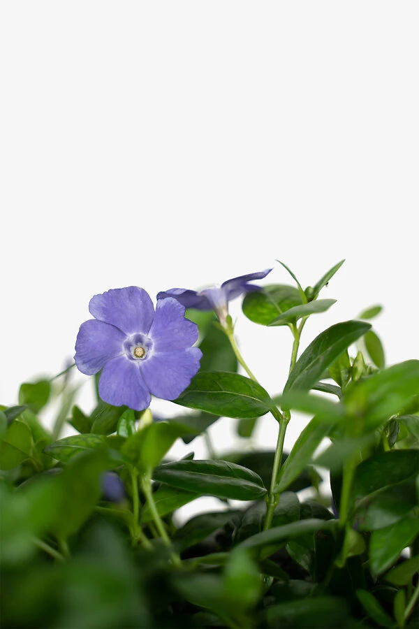 Vinca Minor Bowles Periwinkle 1 Vinca Minor Bowles Periwinkle