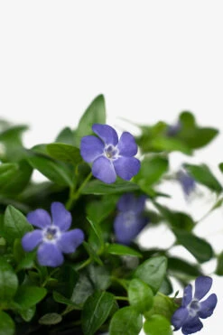Vinca Minor Bowles Periwinkle 7 Vinca Minor Bowles Periwinkle -The Tree Center Store Vinca Minor Bowles Periwinkle 1G 05 copy 1 600x900 1