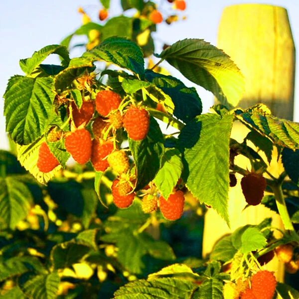 Vintage Raspberry 1 Vintage Raspberry