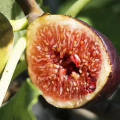 Violette De Bordeaux Fig -The Tree Center Store Violette de Bordeaux Fig 2 copy jpg