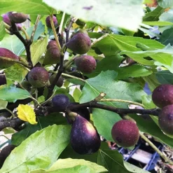 Violette De Bordeaux Fig -The Tree Center Store Violette de Bordeaux Fig 4 copy jpg webp