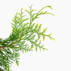 Virginian™ Arborvitae -The Tree Center Store Virginian Arborvitae 5G 05 600x600 1
