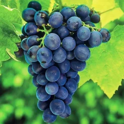 Concord Seedless Grape -The Tree Center Store Vitis Concord Seedless 3 copy jpg webp