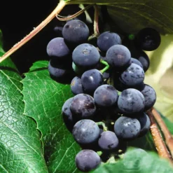 Concord Seedless Grape -The Tree Center Store Vitis Concord Seedless 4 copy 600x600 1