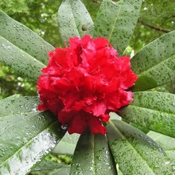 Vivacious Rhododendron -The Tree Center Store Vivacious Rhododendron 2 copy jpg