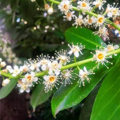 Volcano Cherry Laurel -The Tree Center Store Volcano Cherry Laurel 2 copy 600x600 1