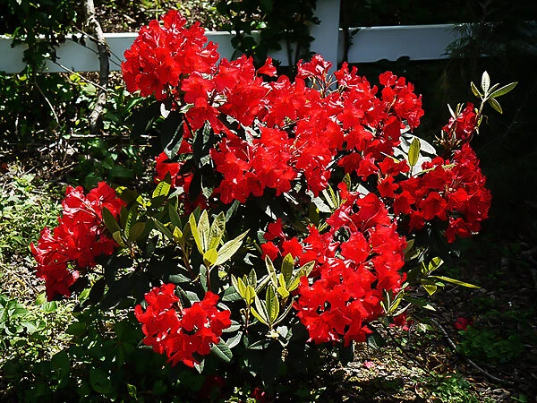 Vulcan Rhododendron 4 Vulcan Rhododendron - Image 4