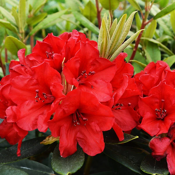 Vulcan Rhododendron 1 Vulcan Rhododendron