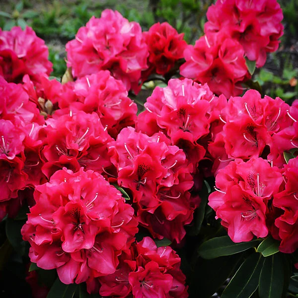 Vulcan Rhododendron 2 Vulcan Rhododendron - Image 2