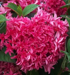 Wow Time™ Hydrangea