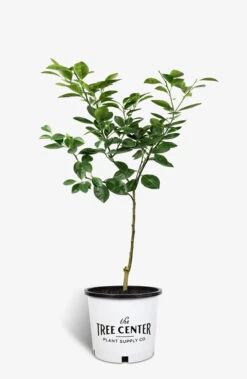 Washington Navel Orange Tree -The Tree Center Store Washington Navel Orange 01 copy 600x920 1