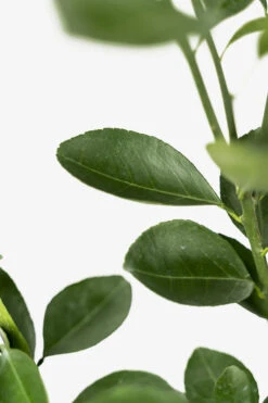 Washington Navel Orange Tree -The Tree Center Store Washington Navel Orange 02 1 600x900 1