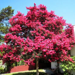 Watermelon Red Crape Myrtle -The Tree Center Store Watermelon Red Crape Myrtle 1 1 copy 600x600 1