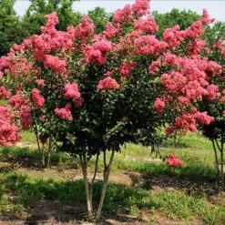 Watermelon Red Crape Myrtle -The Tree Center Store Watermelon Red Crape Myrtle 2 copy 600x600 1