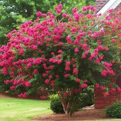 Watermelon Red Crape Myrtle -The Tree Center Store Watermelon Red Crape Myrtle 3 1 copy 600x600 1