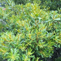Wax Myrtle 6 Wax Myrtle -The Tree Center Store Wax Myrtle 3 copy jpg