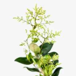 Waxleaf Privet -The Tree Center Store Waxleaf Ligustrum 7G 02 copy 600x600 1